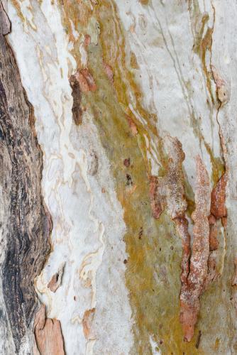 Detail shot of patterned heavily textured gum tree trunk with shades of greens, oranges and reds