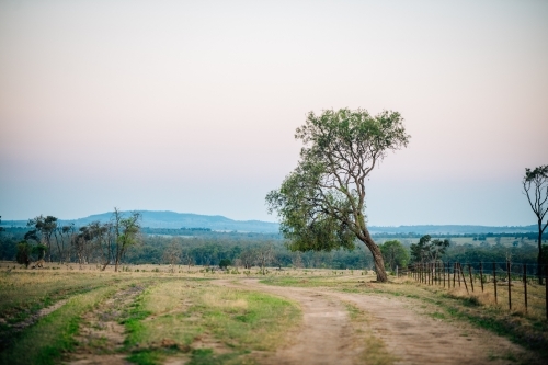dirt road and tree leading into the distant hill with sunset
