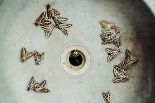 Dirty drain filled with wild moths