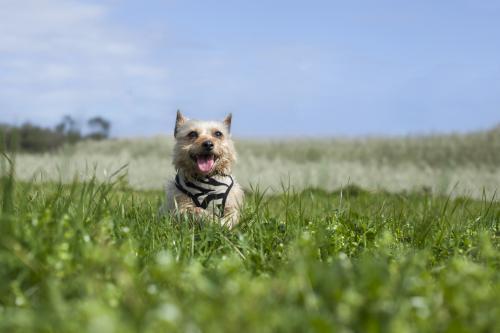 Dog jumping in field of grass