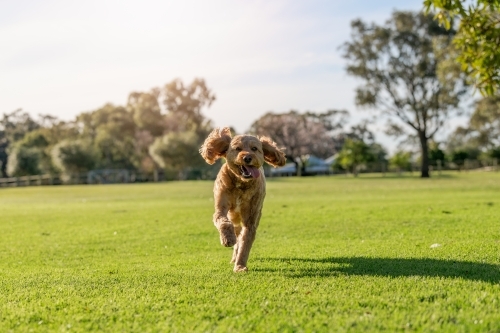Dog running towards camera in a park