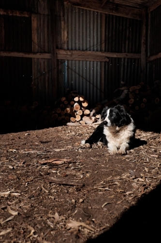 Dog sitting in sunlit area of a shed, in front of wood pile