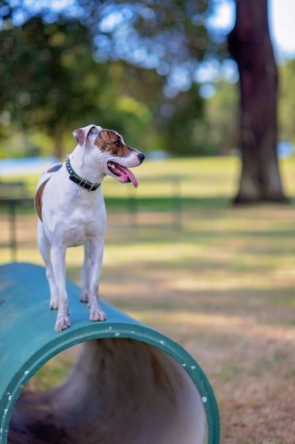 Dog stands on large pipe at dog park