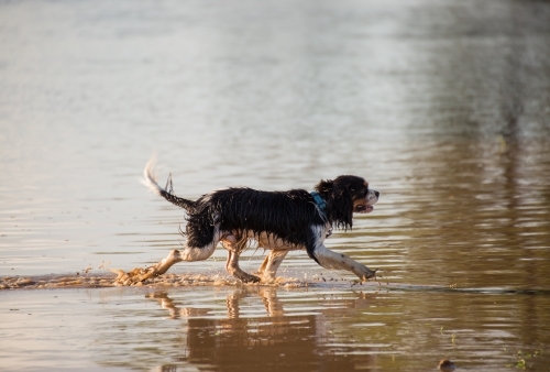 Dog walking in water