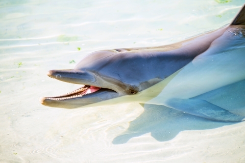 Dolphin in shallow water
