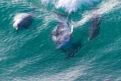 Dolphins Riding Waves