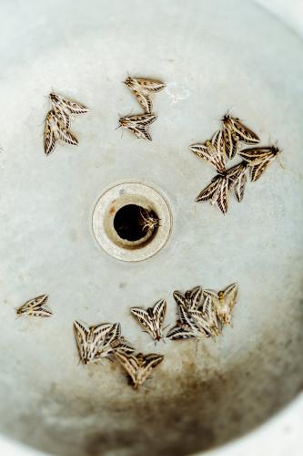 Drain of Outdoor Sink crawling with wild moths