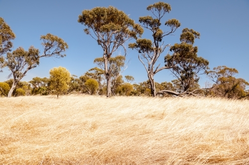 Dry golden grass and eucalyptus trees in paddock in Western Australia
