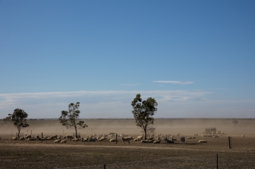 Dust blowing across the sheep farm