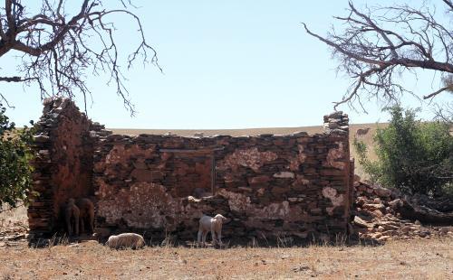 Early settler house in ruin