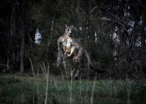 Eastern Grey Kangaroo Hopping Through the Bush