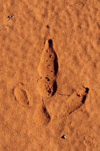 emu footprint in red sand