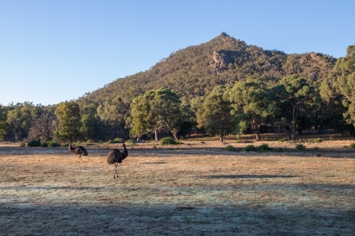 emus roaming with hill in background
