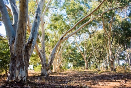 Eucalyptus trees giving shade.