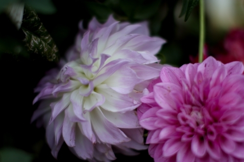 Extreme close up of pink and purple chrysanthemums