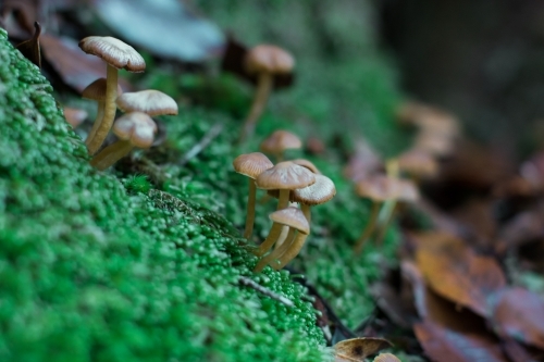 Extreme close up of tiny mushrooms growing among moss of the forest floor