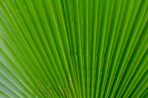 Fan palm close up