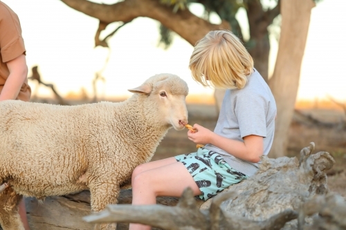 Farm boy sharing snacks with pet sheep