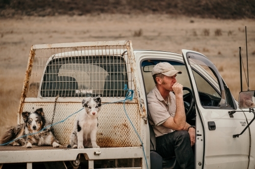 Farmer and working dogs deep in thought in farm ute.