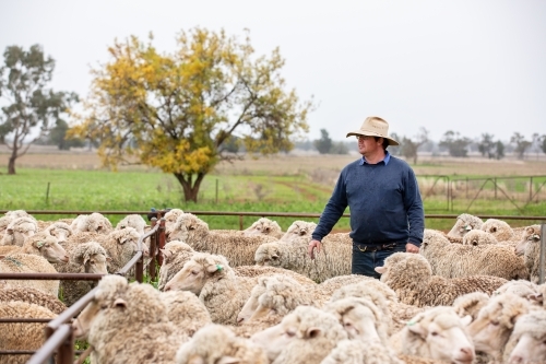 Farmer with sheep in the yards