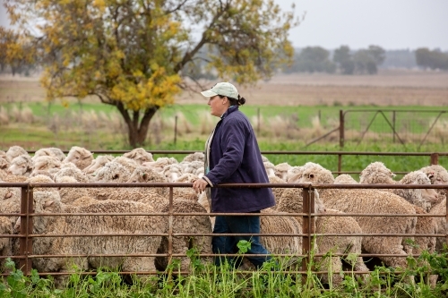 Female farmer working in sheep yards