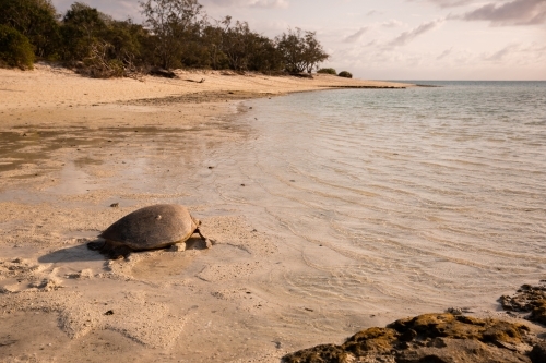 Female turtle heading back out to sea after nesting on Heron Island