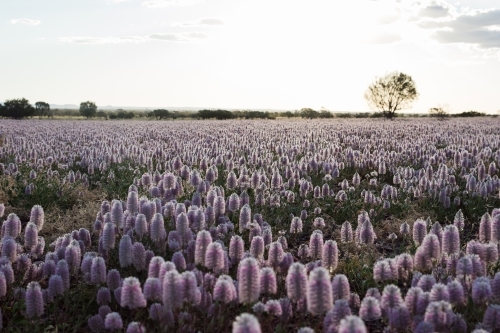 Field of Mulla-mulla flowers