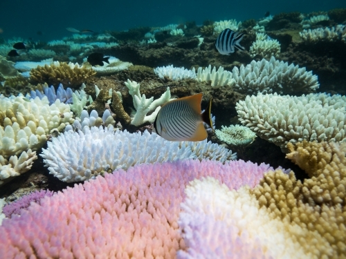 Fish and coloured coral on the Great Barrier Reef