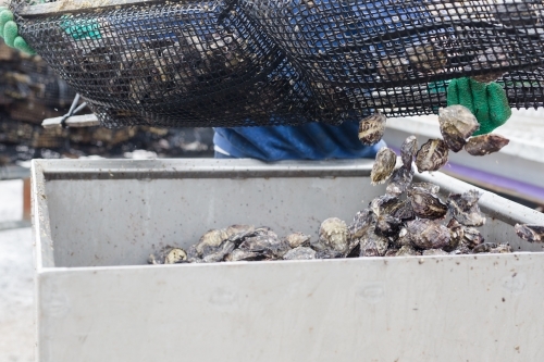 Fisherman tipping Pacific oysters out of a growing basket