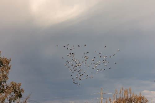 Flock of pigeons flying in stormy afternoon sky