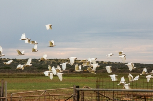 Flock of white Corella birds taking flight in the outback with station fences and yards