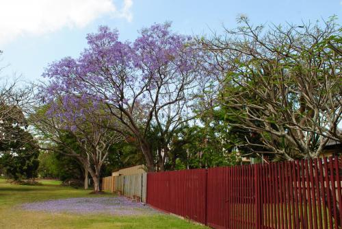 Flowering jacaranda tree