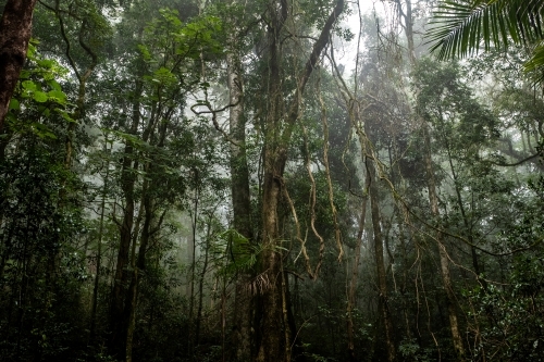 Foggy dense rainforest