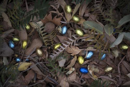 foil easter eggs in native Australian bush leaves