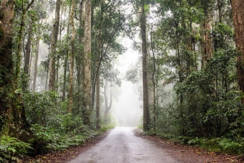 Following down the misty road in a rainforest