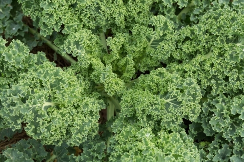 fresh organic green kale leaves