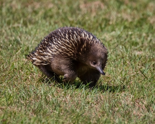 Front on view of echidna walking across grass