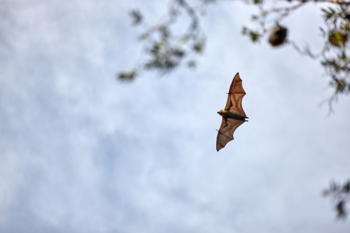 Fruit bat flying in sky through trees