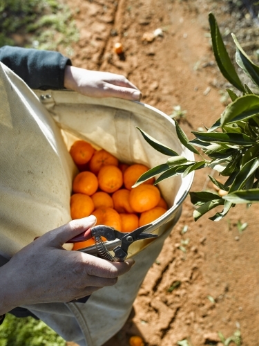 Fruit picker with bag of mandarins and pruner