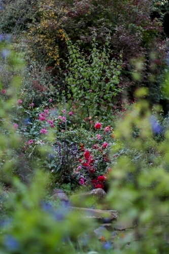 Garden shot with blurry foliage in the foreground