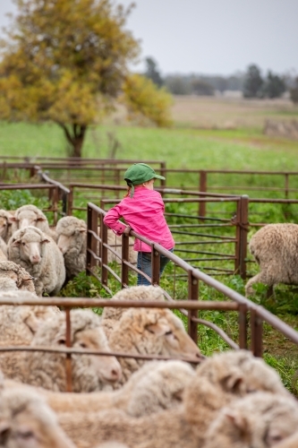 Girl helping in the sheep yards