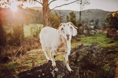 Goat standing on rocks in paddock with sun flare