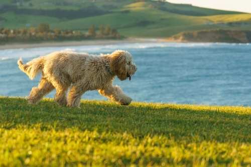 Golden haired labradoodle dog running in the grass at sunset