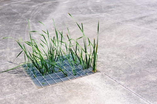Grass grows up from city sewer grate.