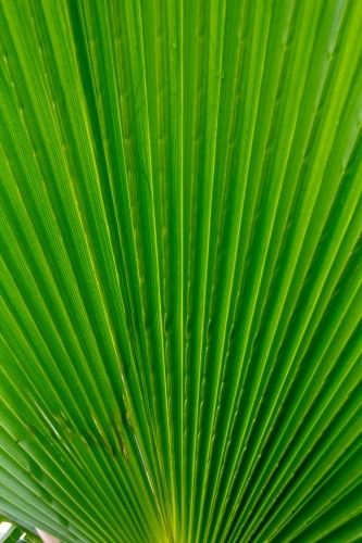 Green fan palm