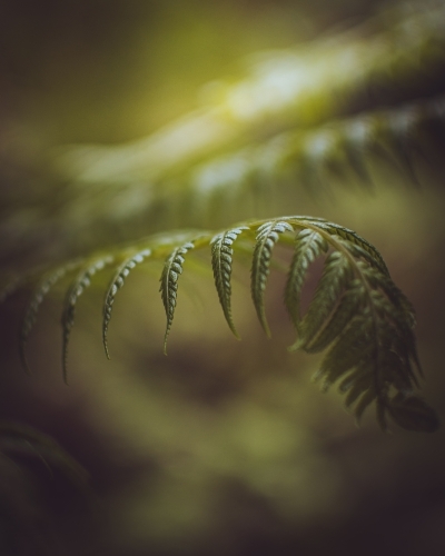 Green Otway Ferns