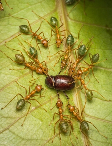 Green tree ants pulling a bug apart