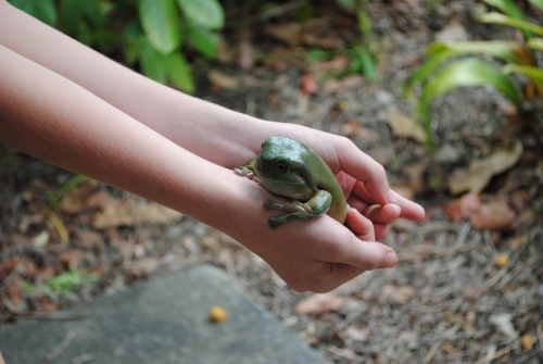 Green tree frog in the hands of a child