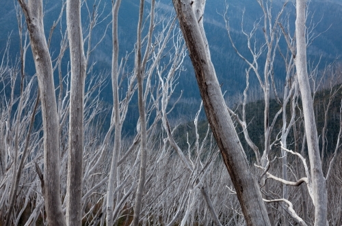 Grey burnt tree skeletons against blue valley in the mountains