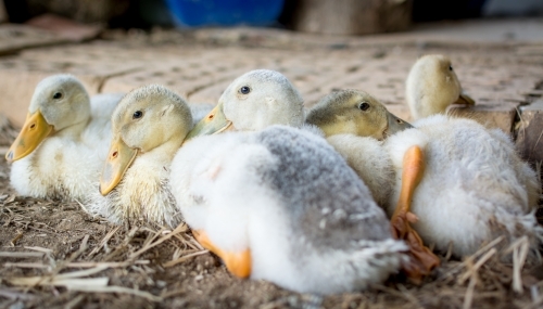 Group of ducks on bed of straw